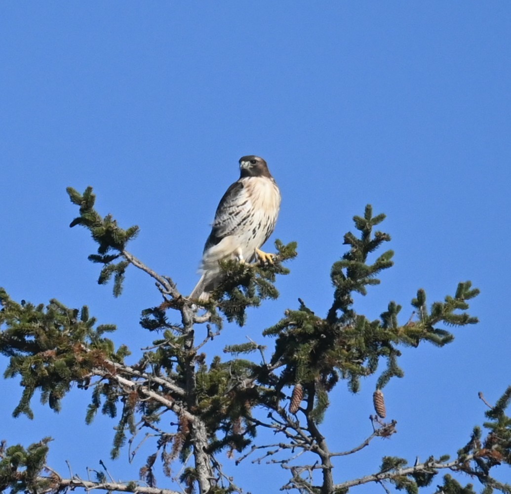 Red-tailed Hawk - ML645423631