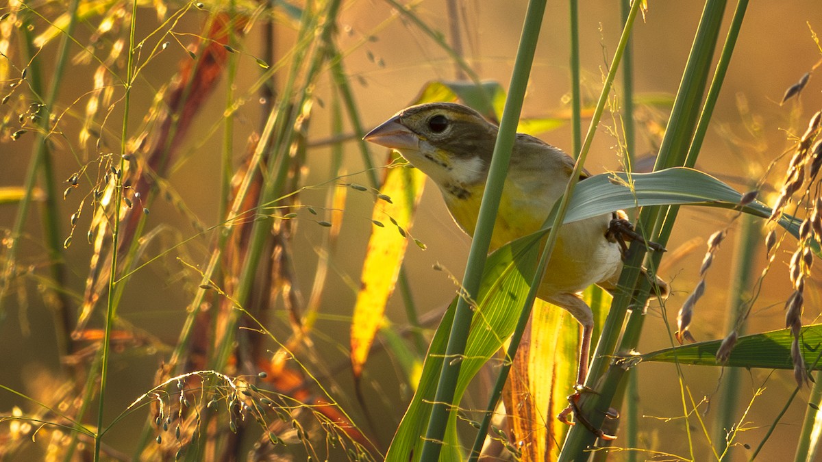 Dickcissel - ML645423635