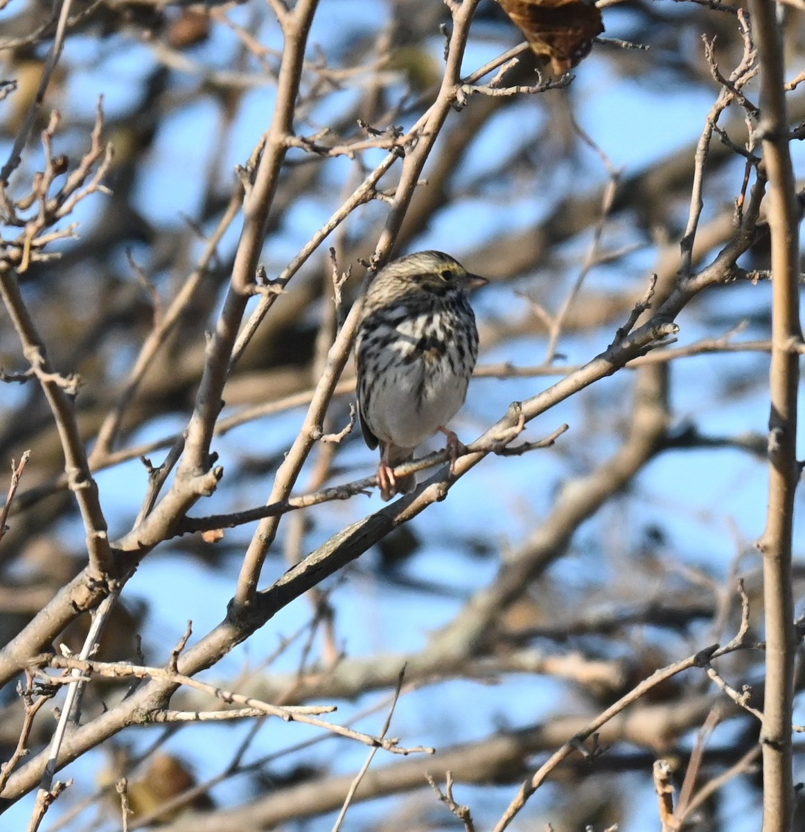 Пасовник савановий - ML645423637