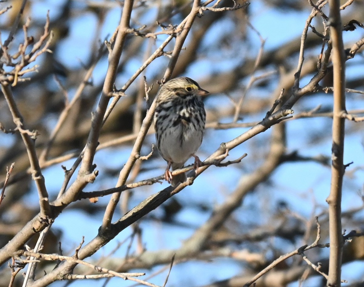 Пасовник савановий - ML645423638