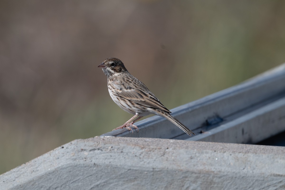 Vesper Sparrow - ML645423643