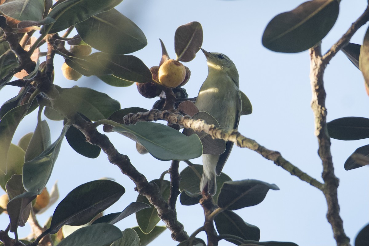 Tennessee Warbler - ML645423645