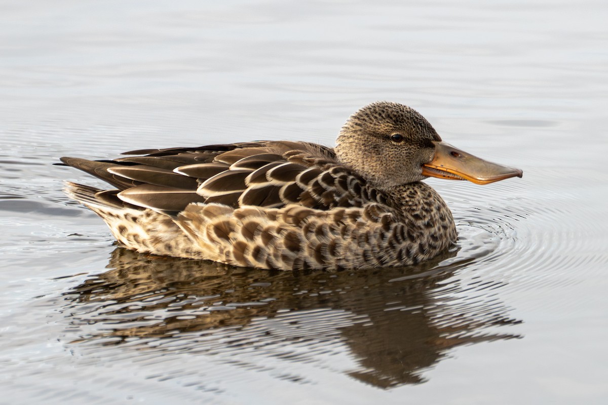 Mestolone - ML645423653