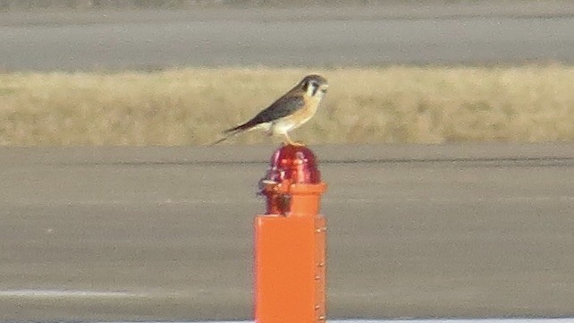 American Kestrel - ML645423669