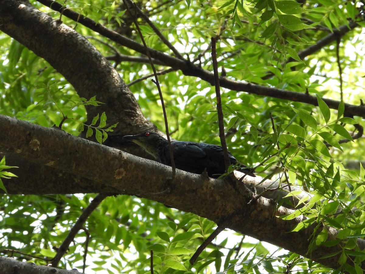 Stourne bronzé - ML645423683