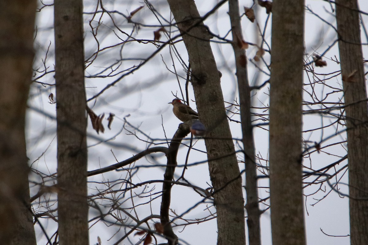 Northern Flicker (Yellow-shafted) - ML645423691