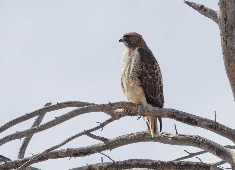 Red-tailed Hawk - ML645423692
