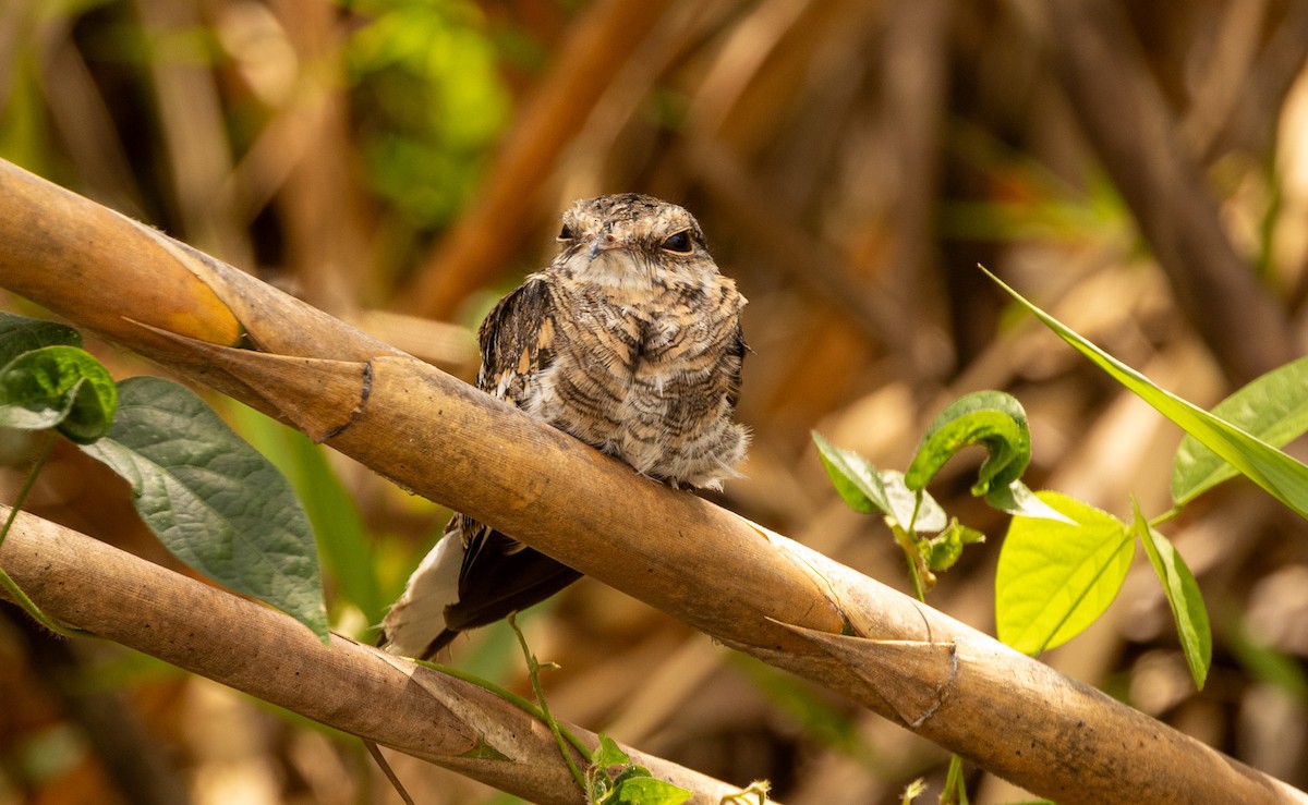 Ladder-tailed Nightjar - ML645423696