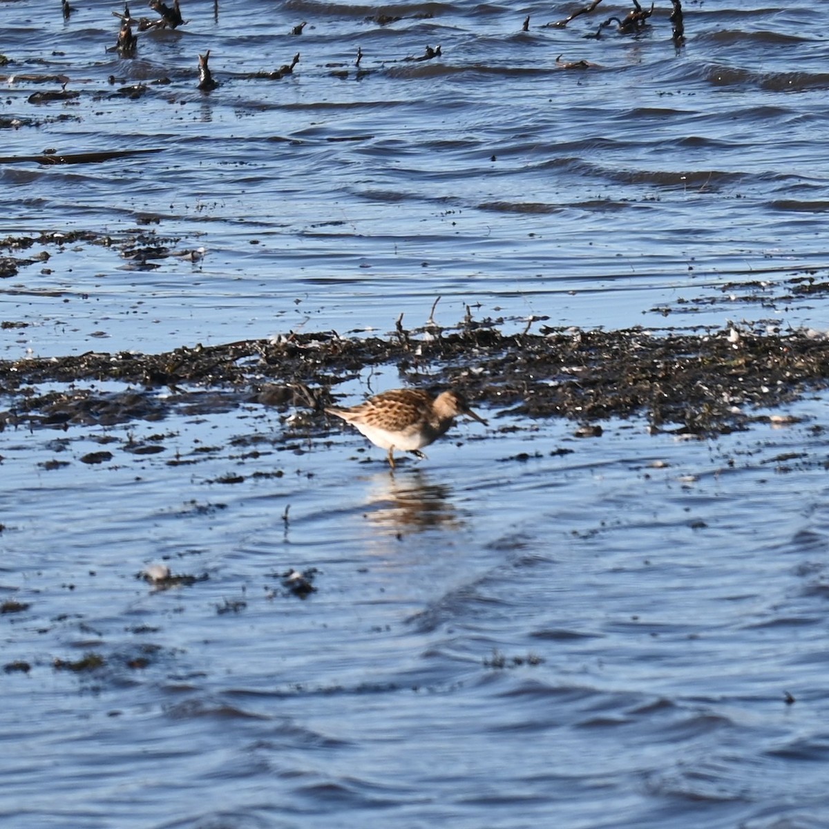 Побережник арктичний - ML645423698