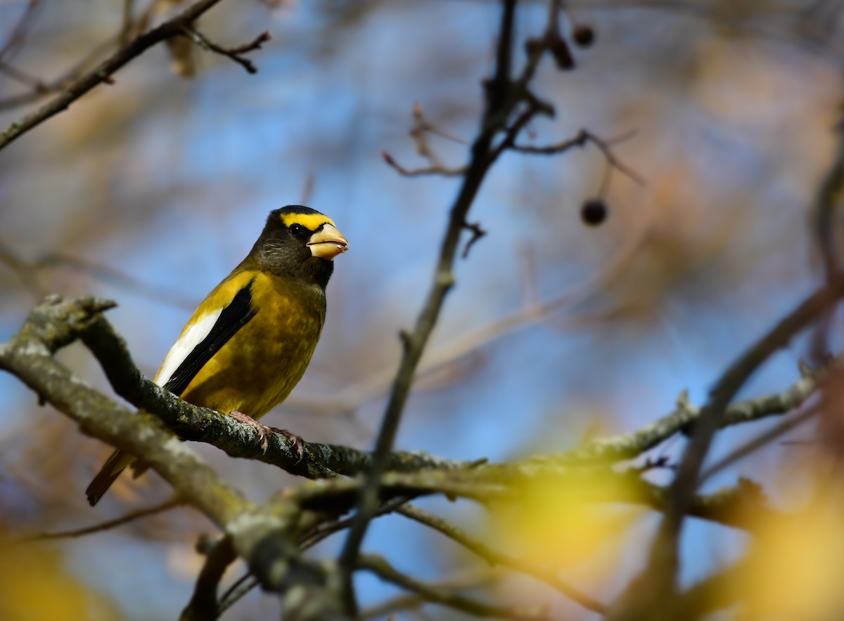Evening Grosbeak - ML645423701