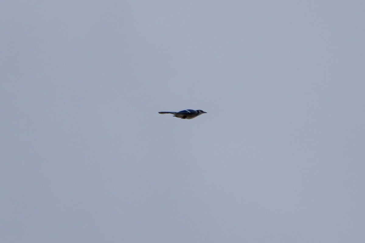 Blue Jay - ML645423702