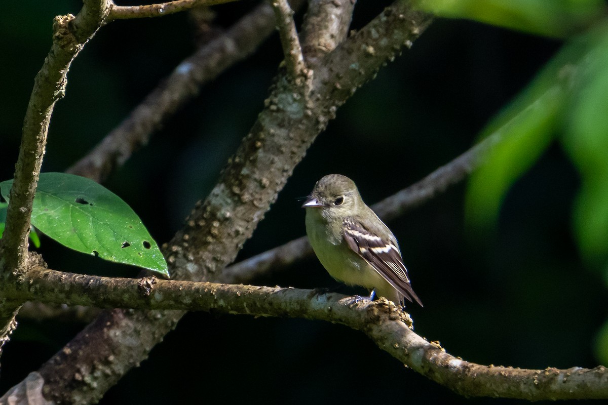 Yellow-bellied Flycatcher - ML645423704