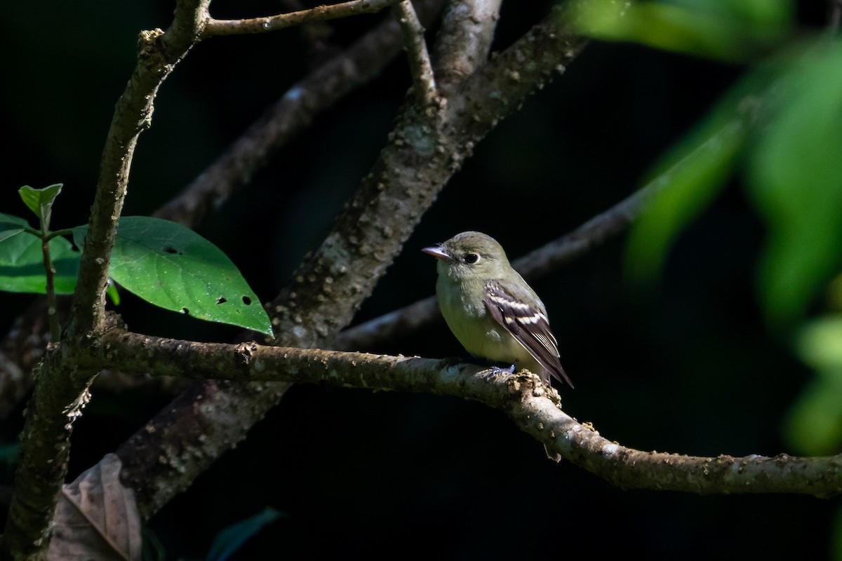 Yellow-bellied Flycatcher - ML645423705