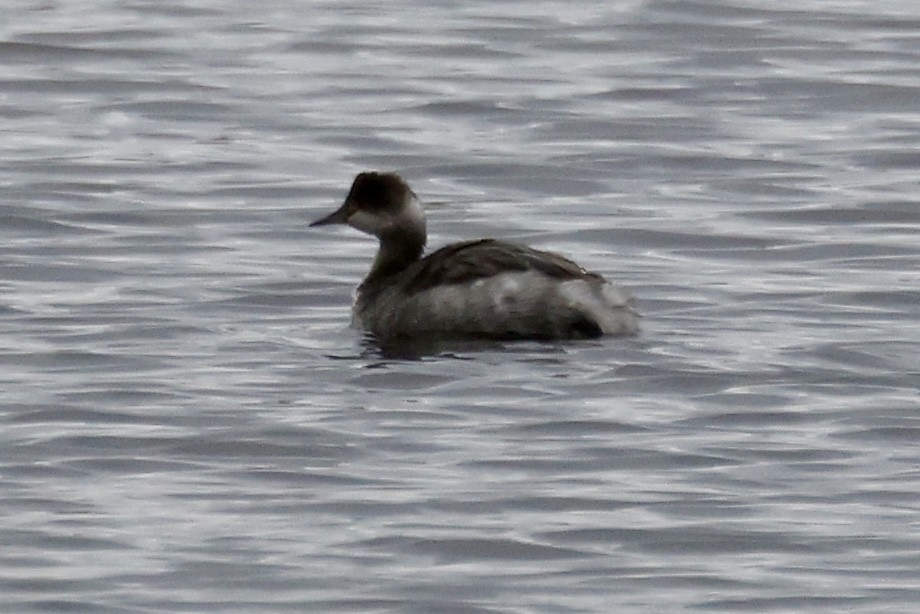 potápka černokrká - ML645423707