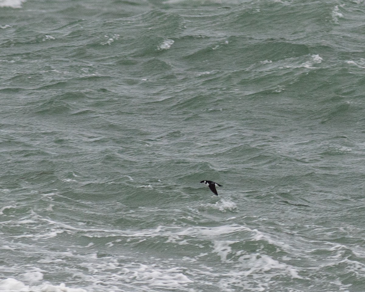 alkoun malý - ML645423708