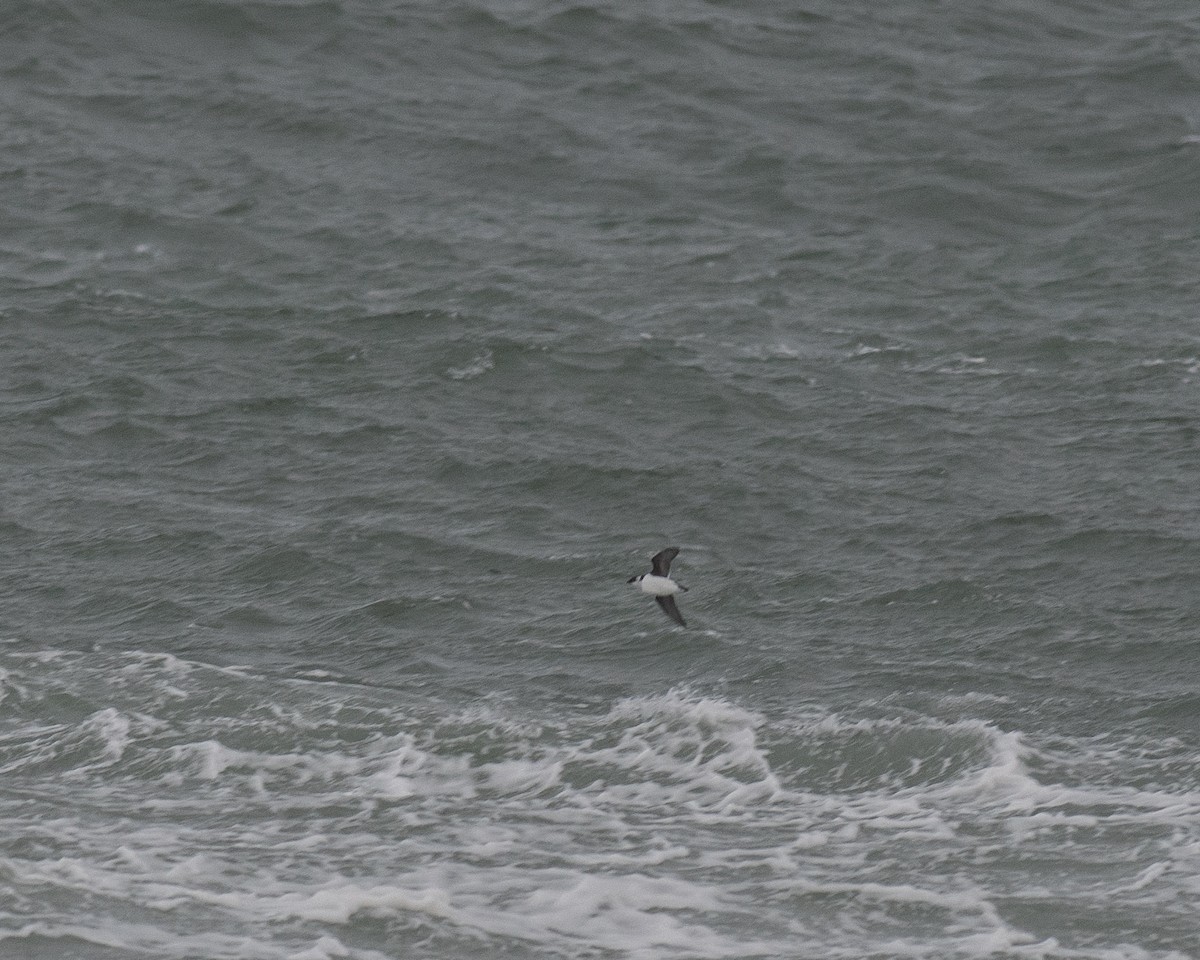 alkoun malý - ML645423709