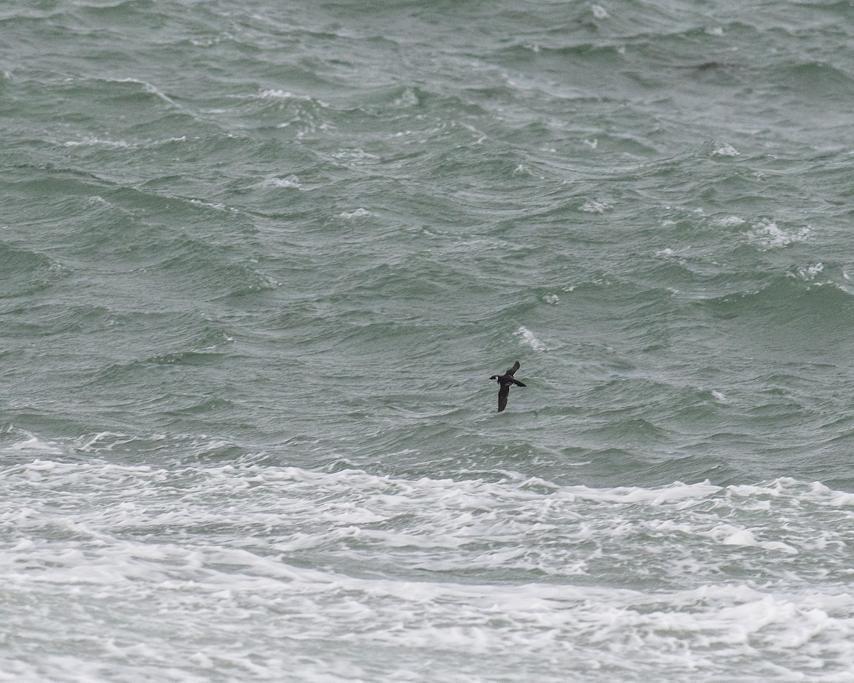 alkoun malý - ML645423710