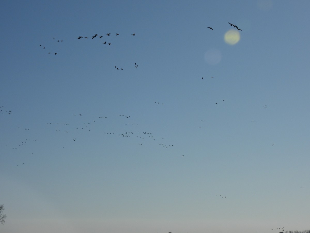 Canada Goose - ML645423716