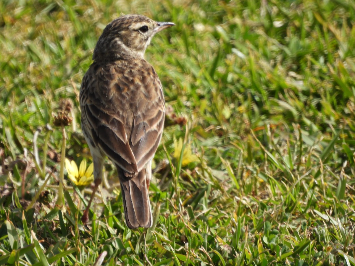 Australian Pipit - ML645423719