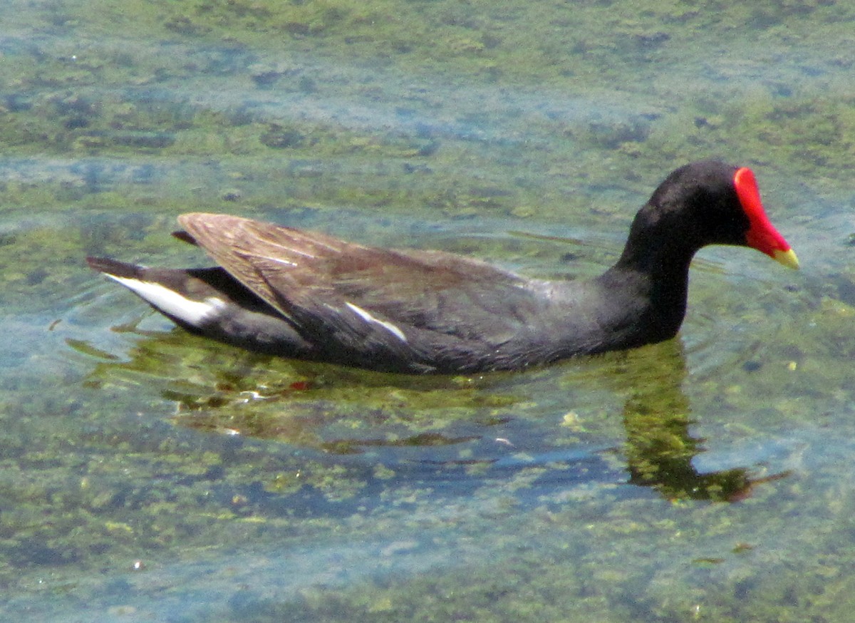 Uroilo amerikarra - ML645423721