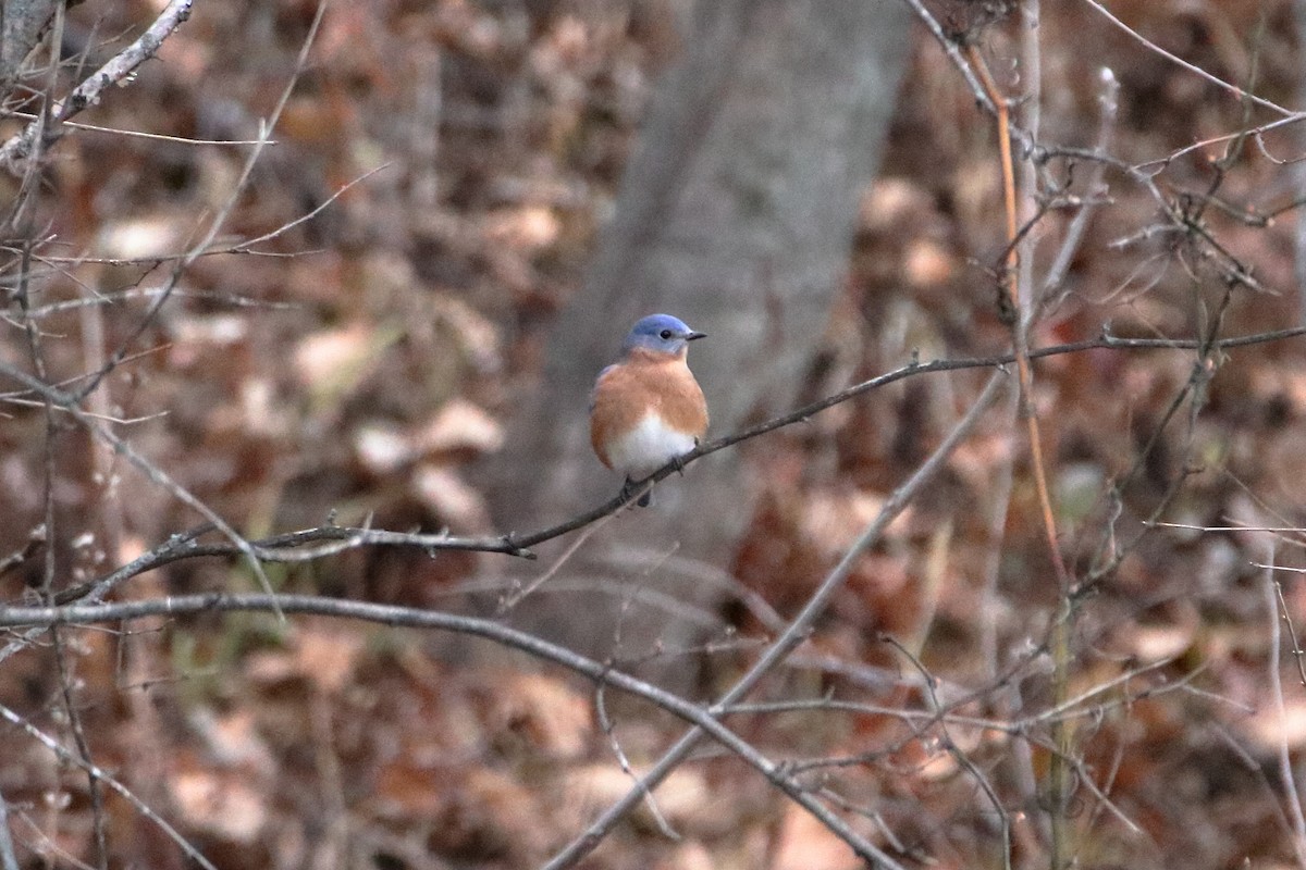 Azulejo Oriental - ML645423722