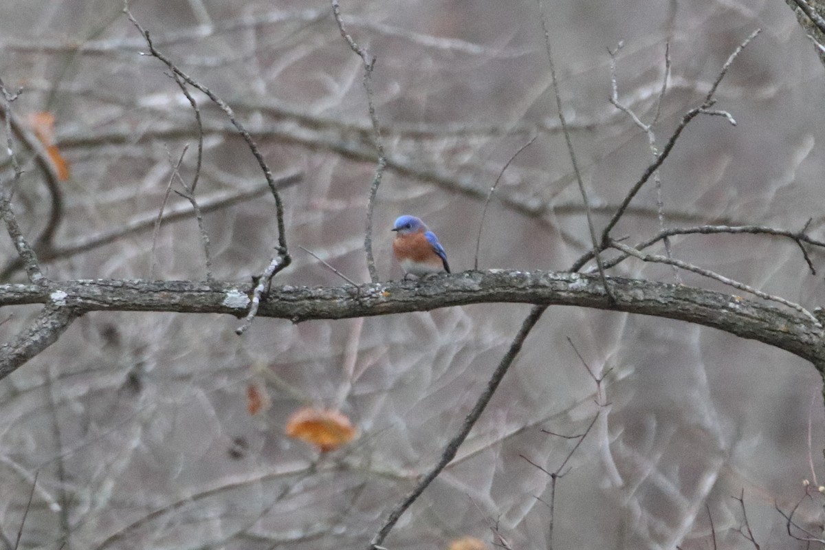 Azulejo Oriental - ML645423724