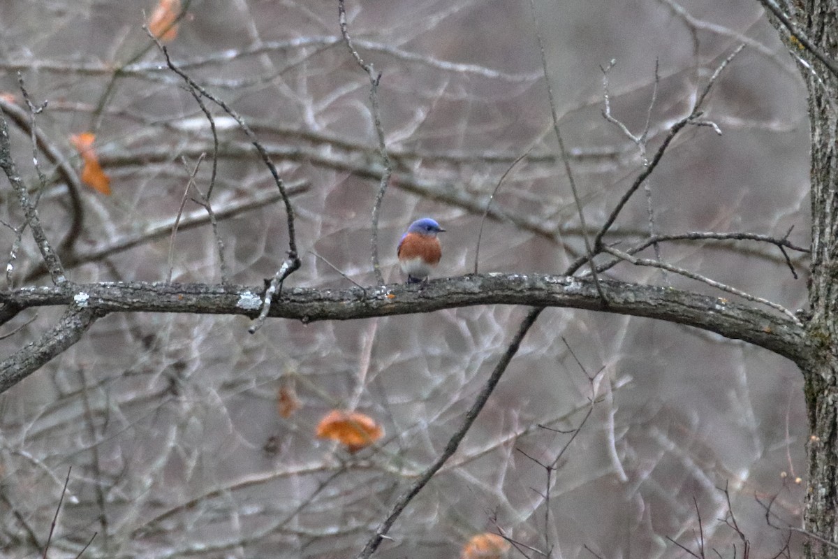 Azulejo Oriental - ML645423725