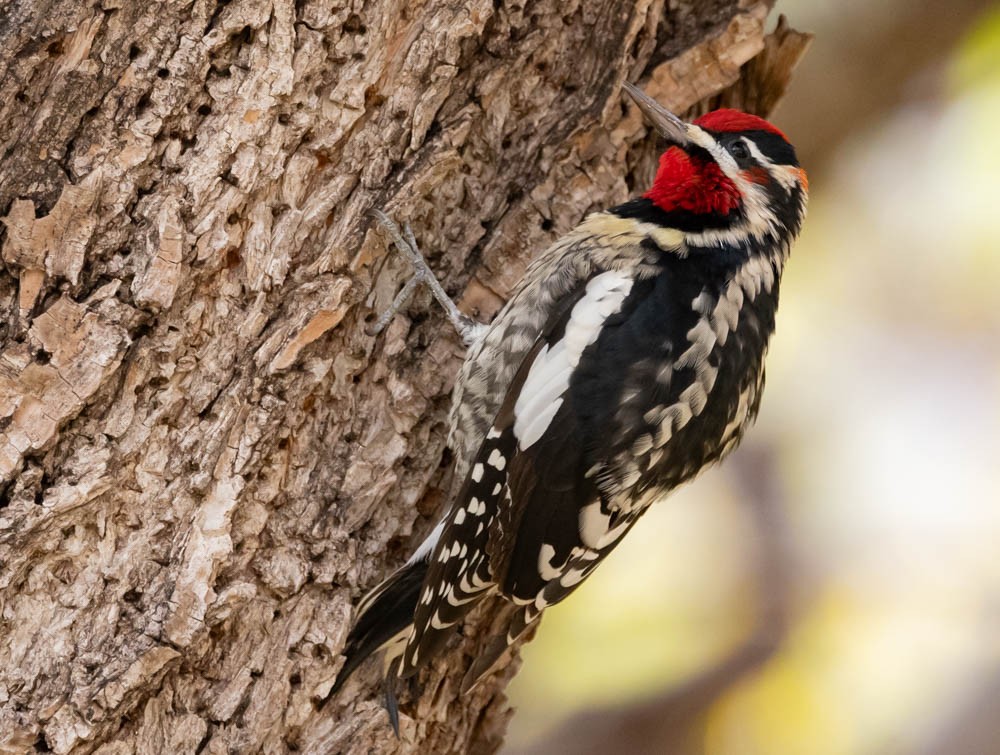 Red-naped Sapsucker - ML645423726