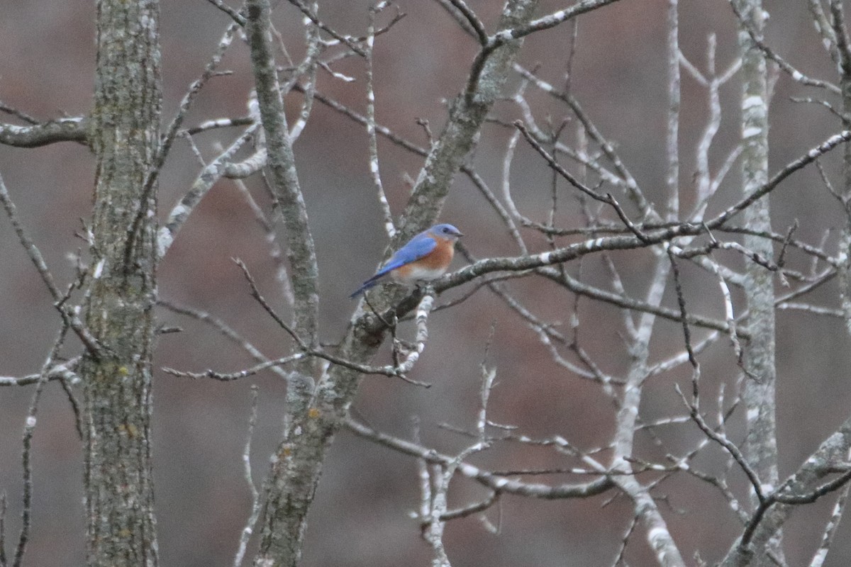 Azulejo Oriental - ML645423728