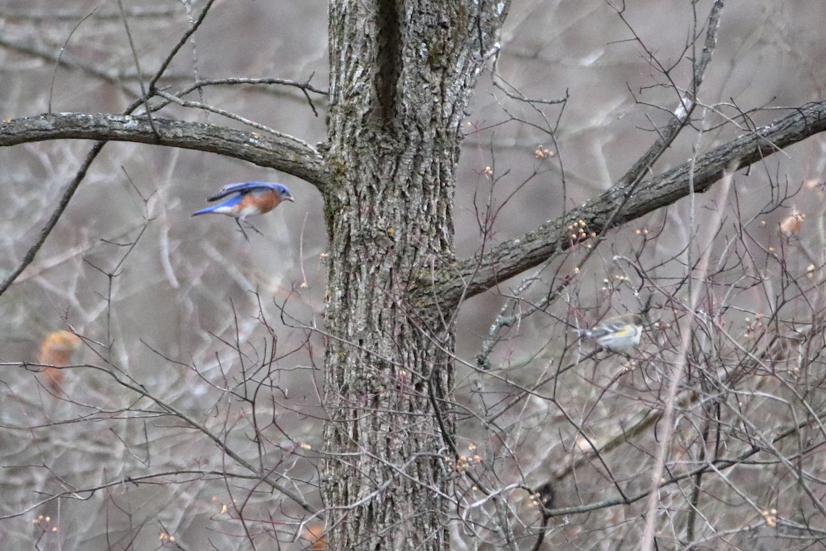 Azulejo Oriental - ML645423729