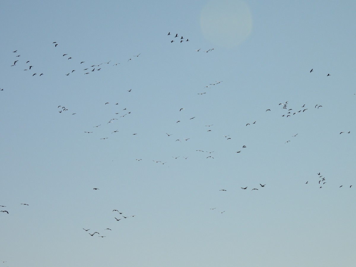 Canada Goose - ML645423737