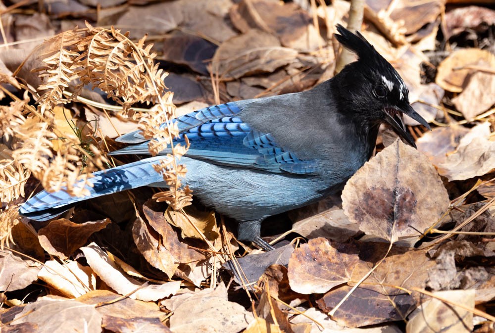 Steller's Jay - ML645423740