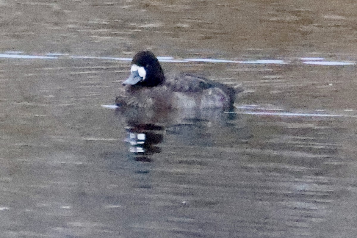 Lesser Scaup - ML645423742