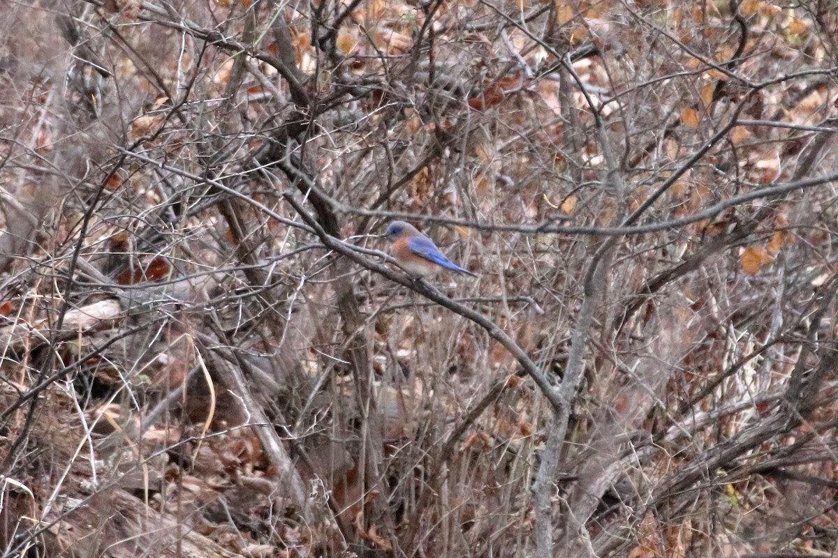 Azulejo Oriental - ML645423744