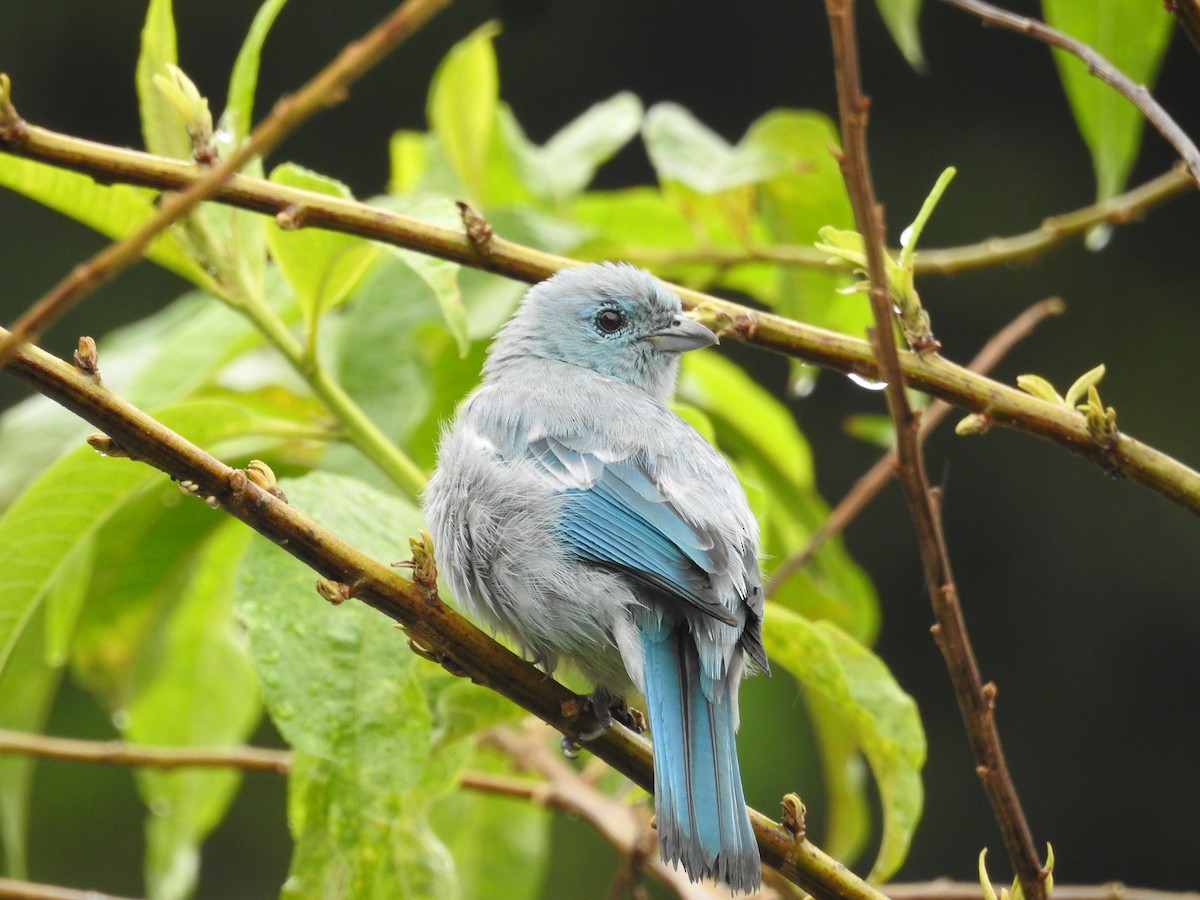 Blue-gray Tanager - ML645423746
