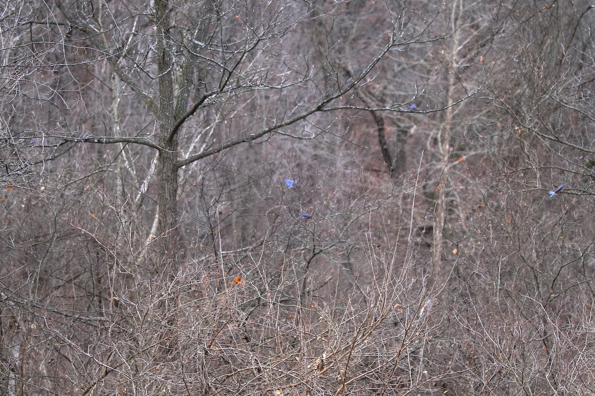 Azulejo Oriental - ML645423749