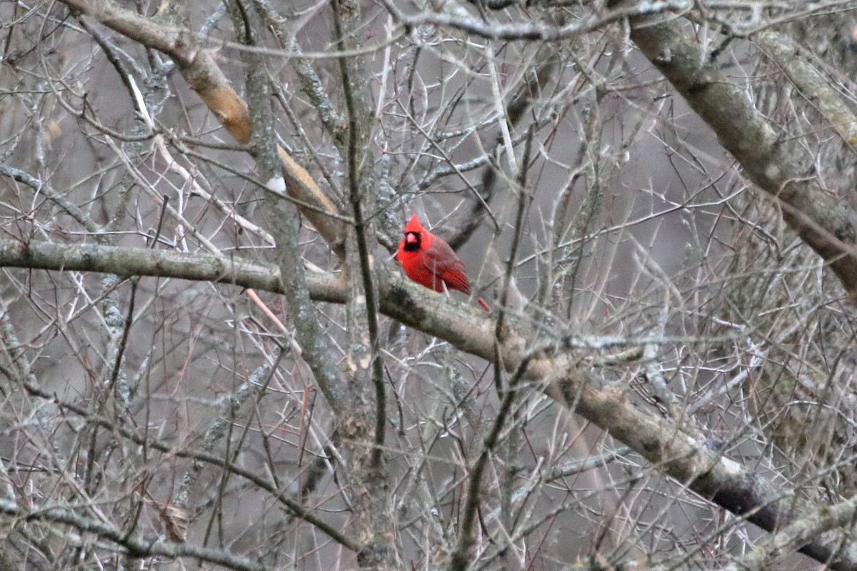 Northern Cardinal - ML645423758