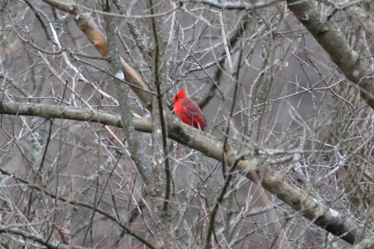 Northern Cardinal - ML645423761