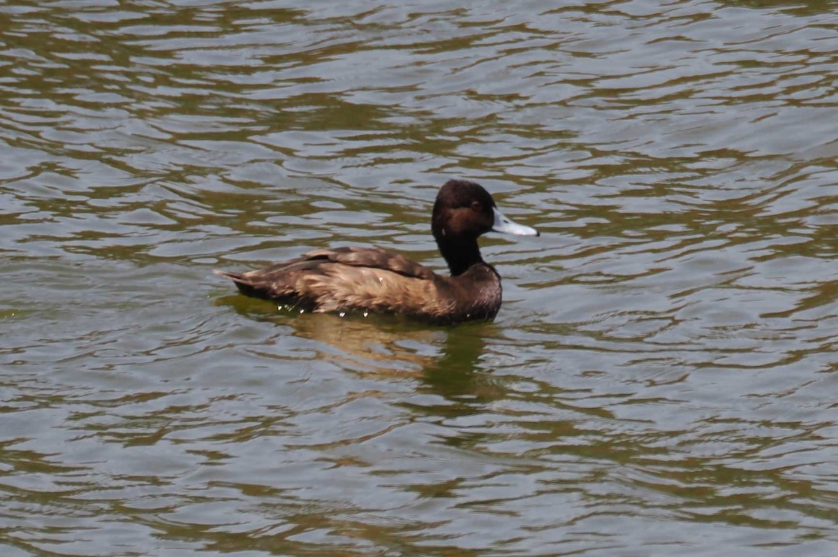 Southern Pochard - ML645423763
