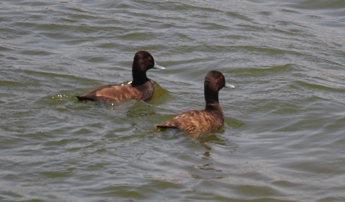 Southern Pochard - ML645423764