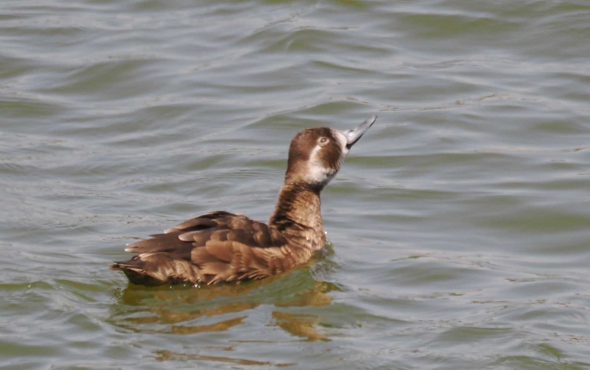 Southern Pochard - ML645423765