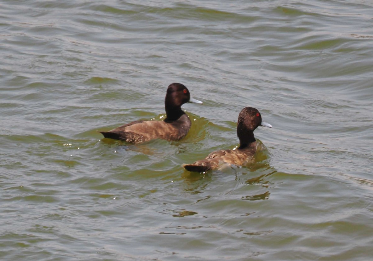 Southern Pochard - ML645423766