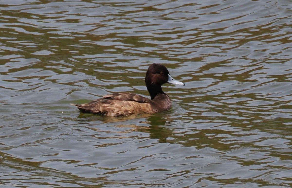 Southern Pochard - ML645423767