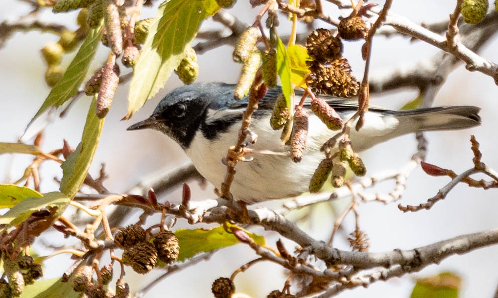 Black-throated Blue Warbler - ML645423777