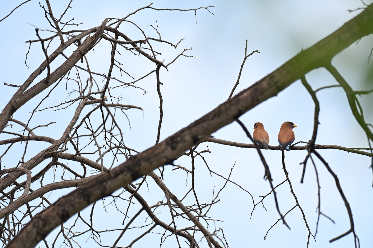 Broad-billed Roller - ML645423786