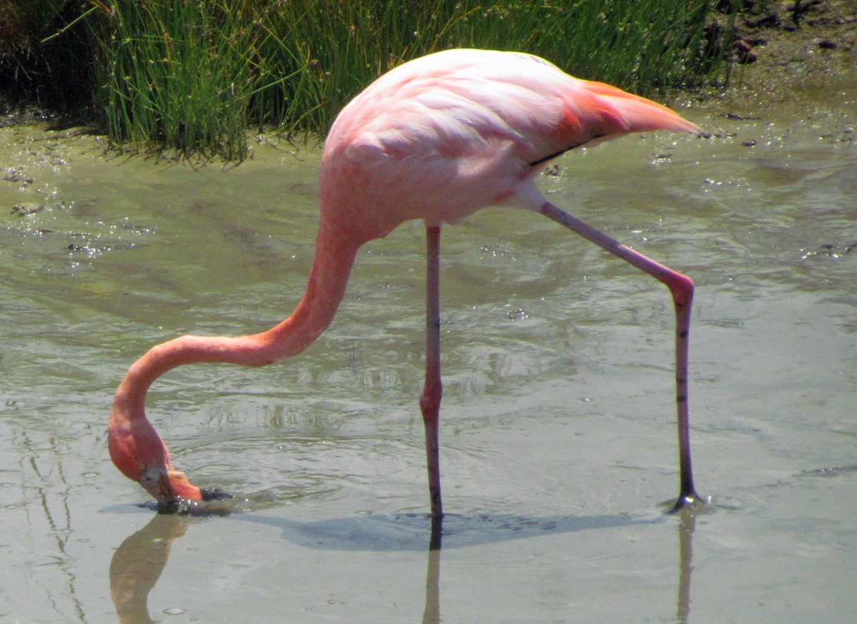 Flamenco Rojo - ML645423790
