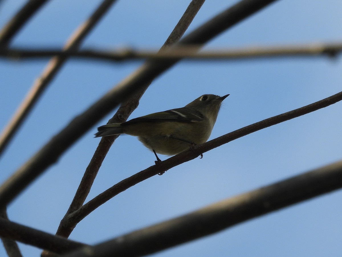 Ruby-crowned Kinglet - ML645423792