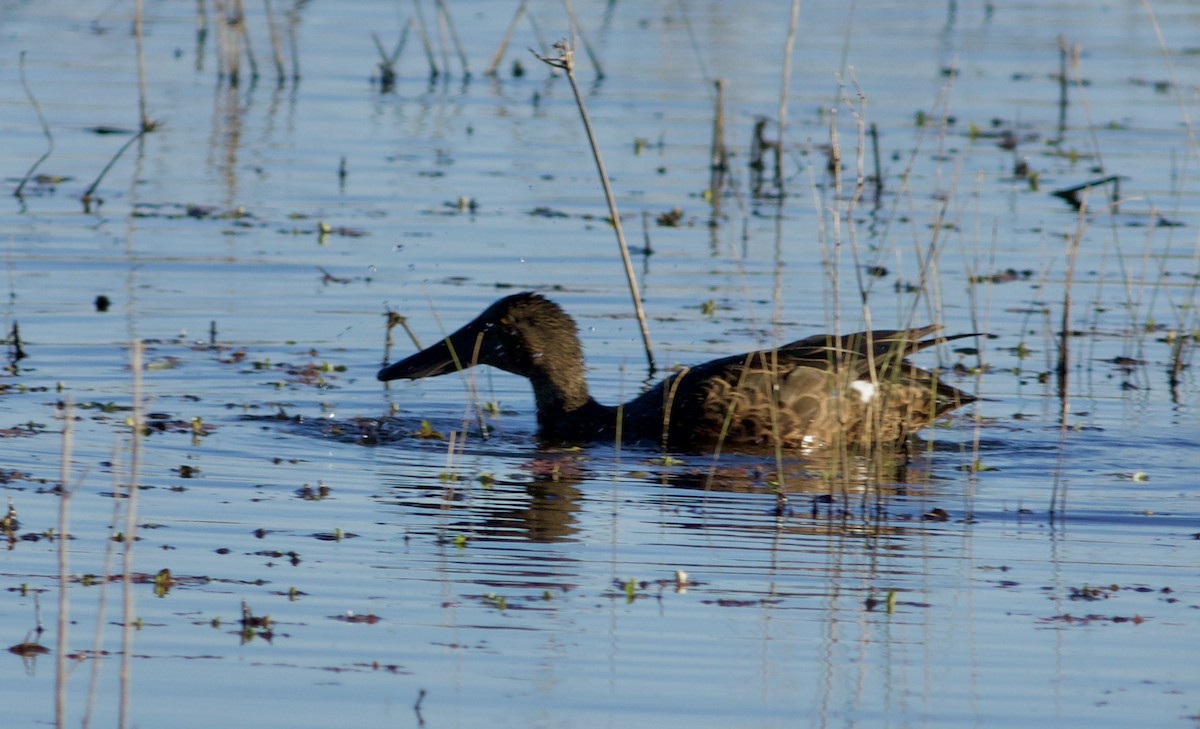 Canard bridé - ML645423797
