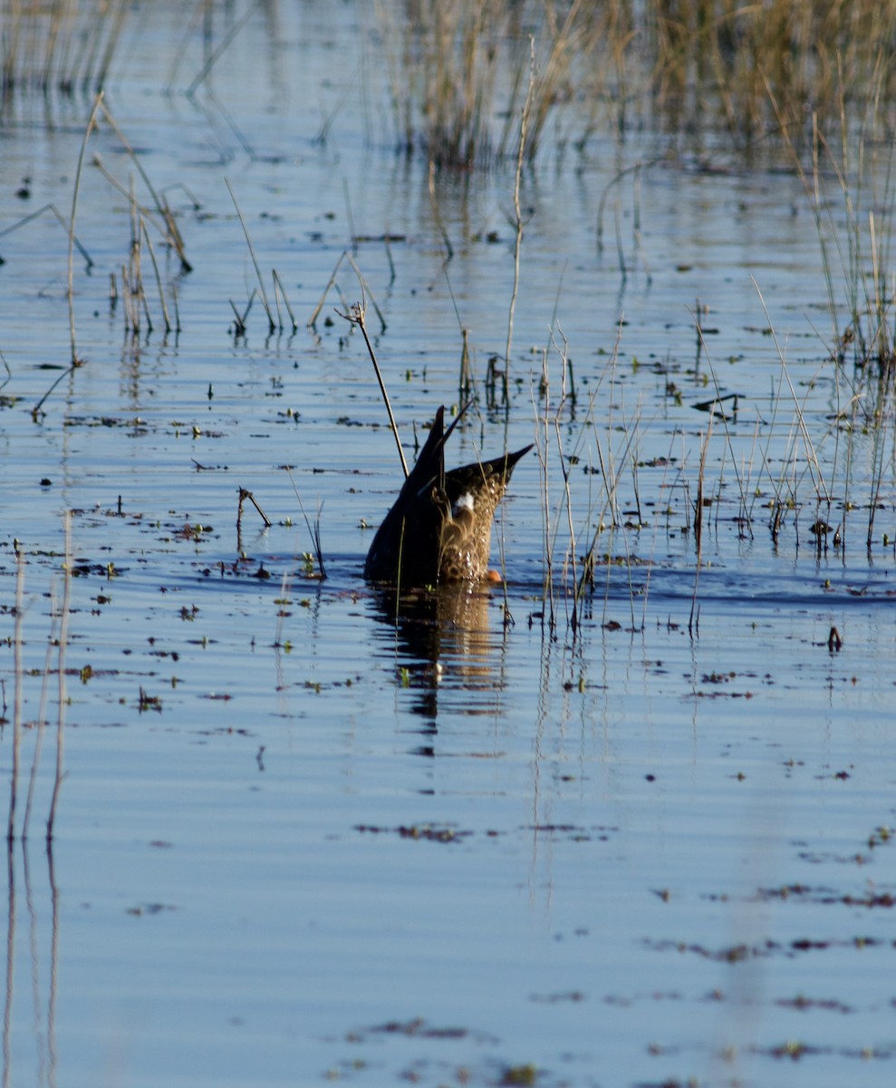 Canard bridé - ML645423798