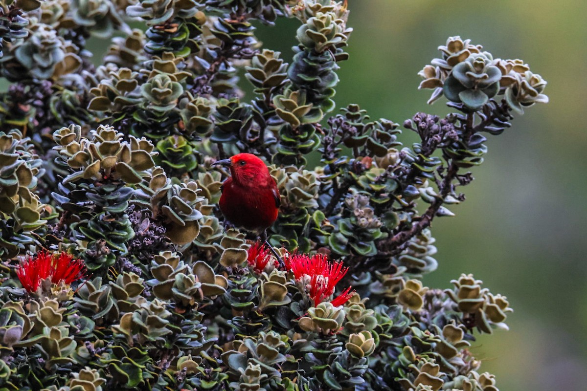 Apapane - ML645423800